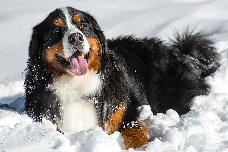 How Cold Can Bernese Mountain Dogs Withstand