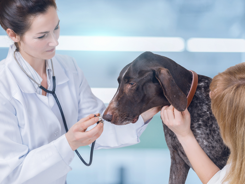 How Does Cerenia Kill A Dog?