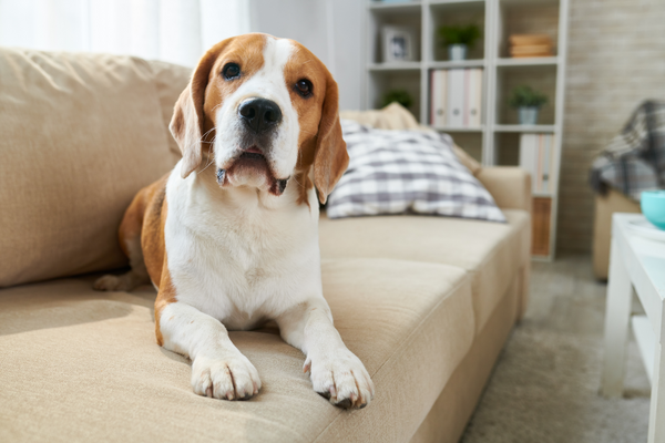 How To Get Rid Of Dog Gland Smell On Furniture