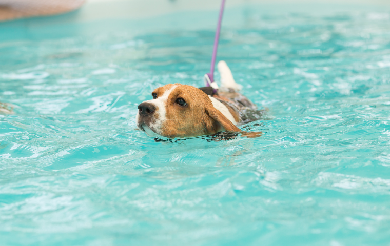 Beagle swimming feature