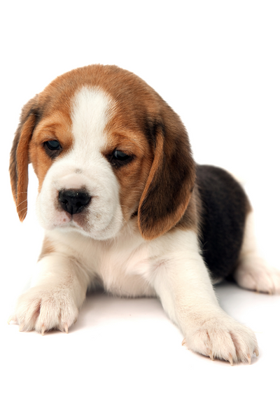 How many puppies does a beagle have