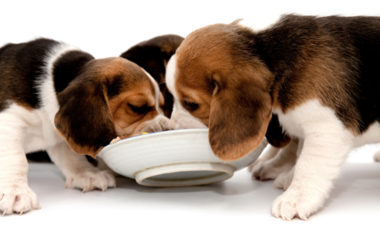 Beagle-puppies-feature