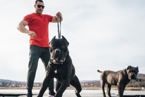 Are dogs stronger than humans