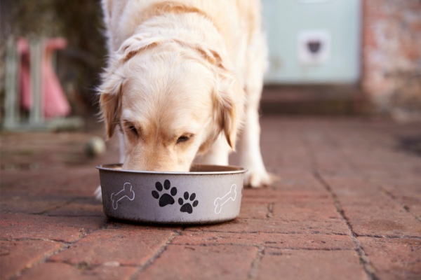 Homemade Dog Food Recipes For Dogs With Food Allergies