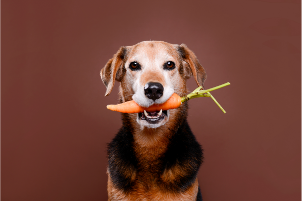 Homemade Dog Food Recipes For Sensitive Stomachs