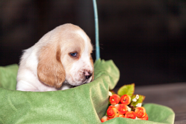 How Much Should A Basset Hound Puppy Eat