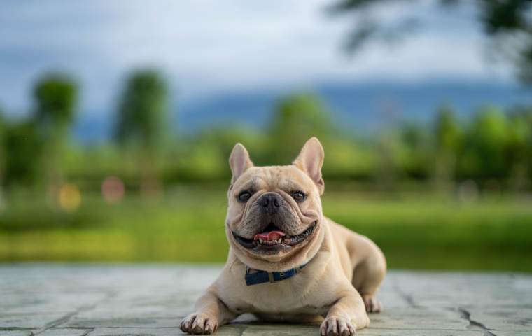 french-bulldog-drool-feature