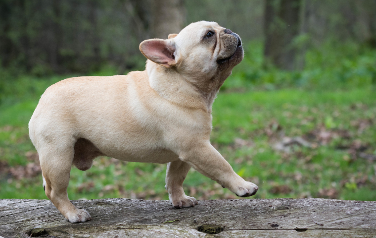 Do french bulldogs drool