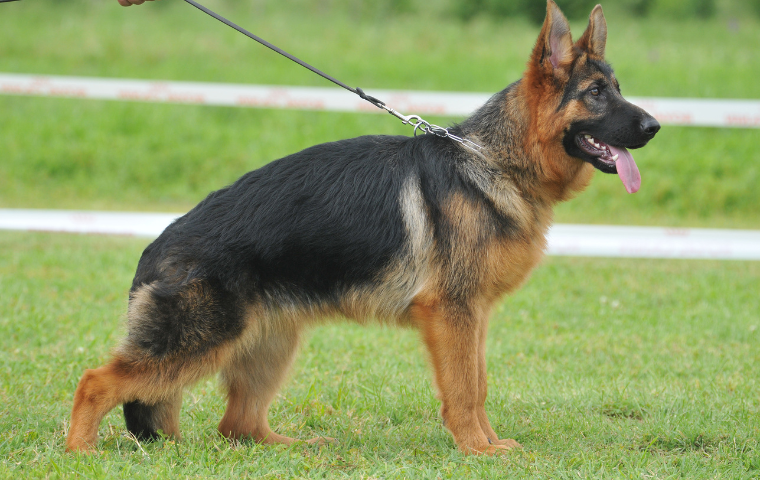 german-shepherd-leash