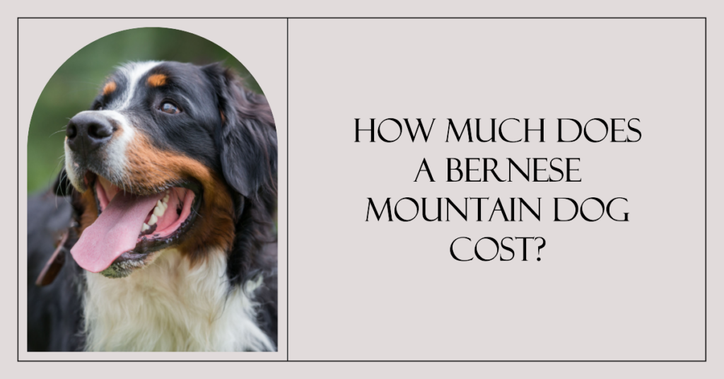 How Much Does A Bernese Mountain Dog Cost