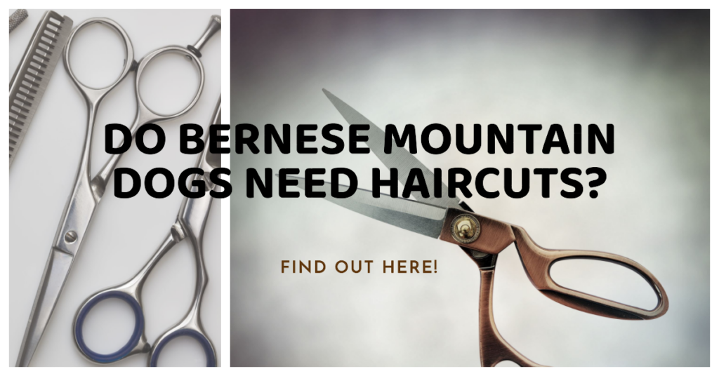 Bernese-haircuts-feature