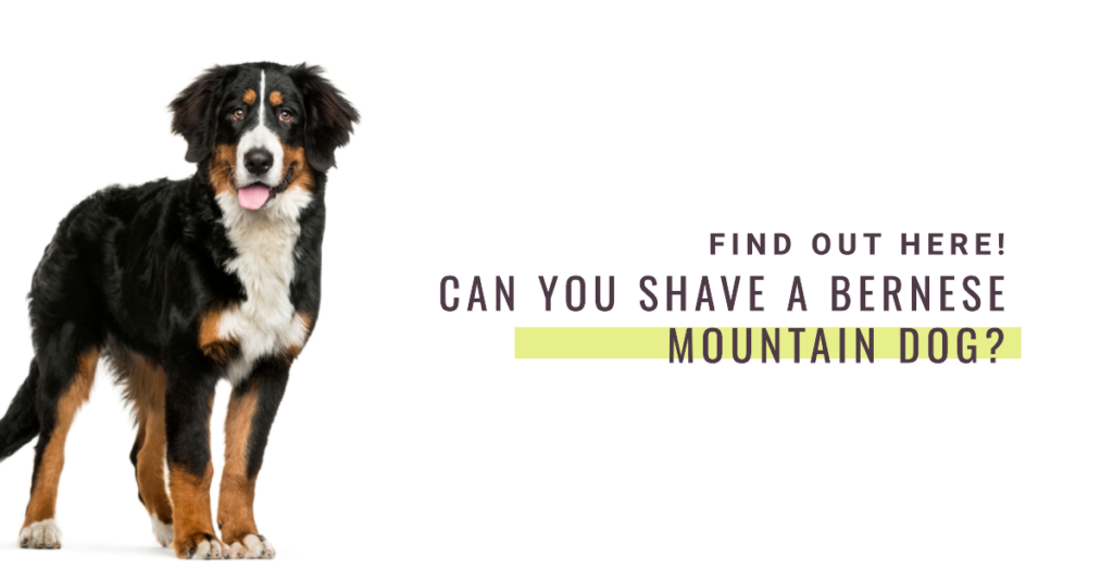 Bernese-shave-feature