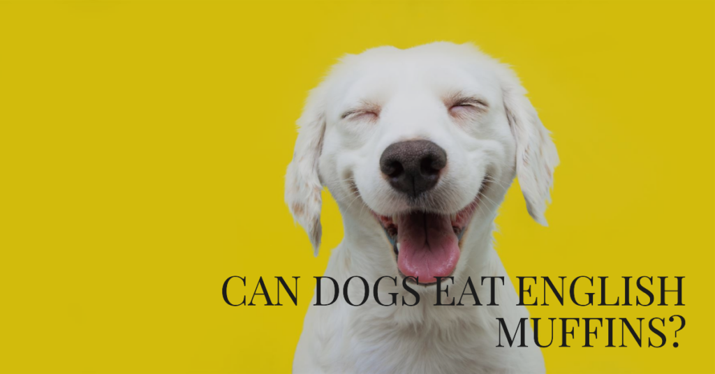 can dogs eat english muffins