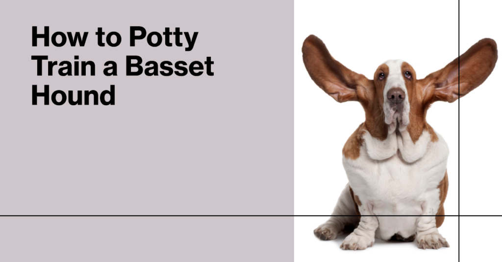potty train basset hound