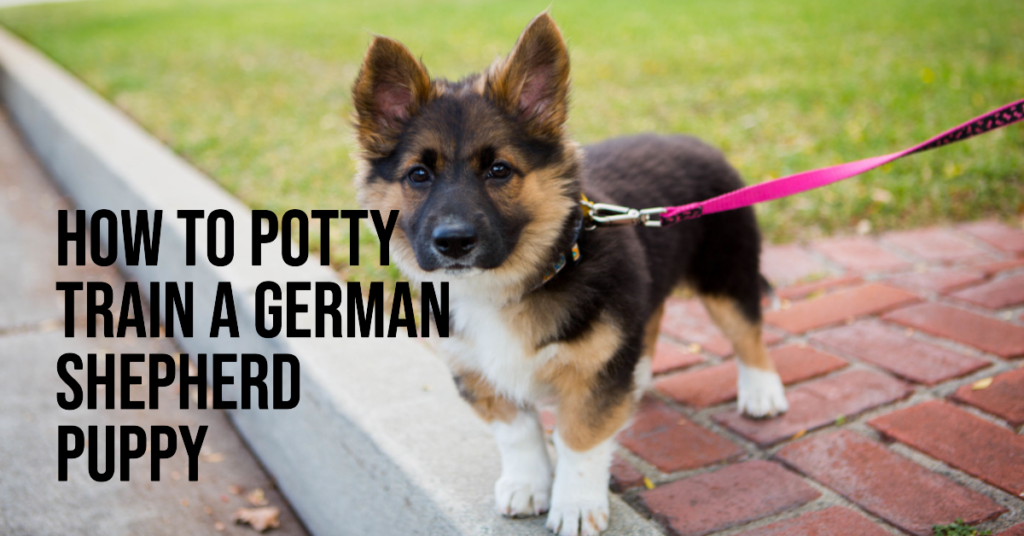 potty train german shepherd puppy