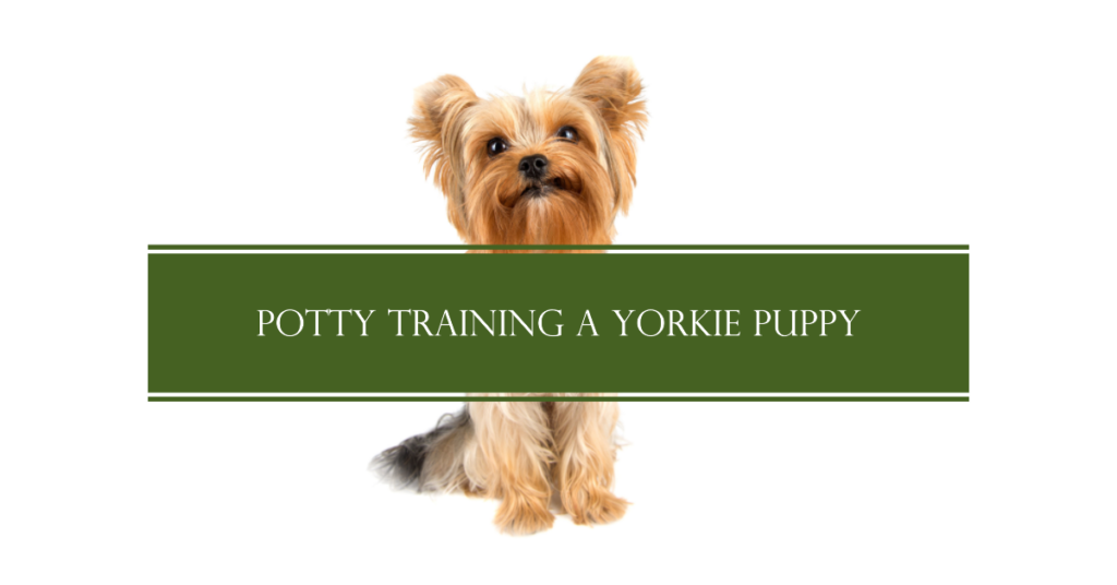 potty-train-yorkie-puppy