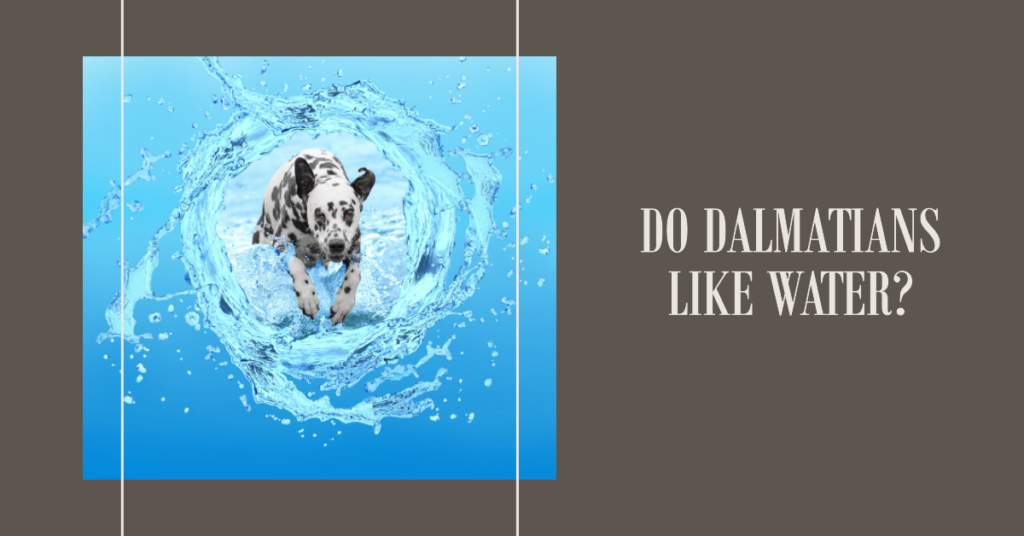 Do Dalmatians Like Water