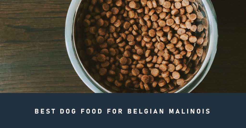 best-dog-foods-belgian