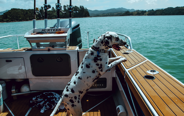 Are dalmatians good service dogs
