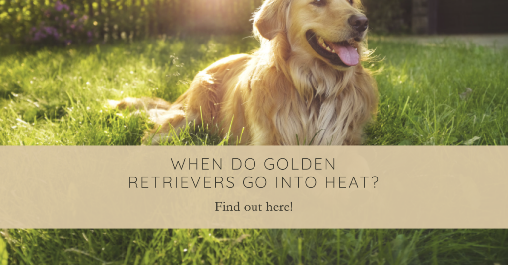 When Do Golden Retrievers Go Into Heat?