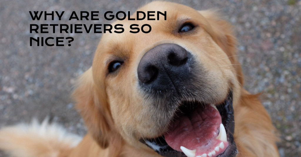 Why Are Golden Retrievers So Nice?