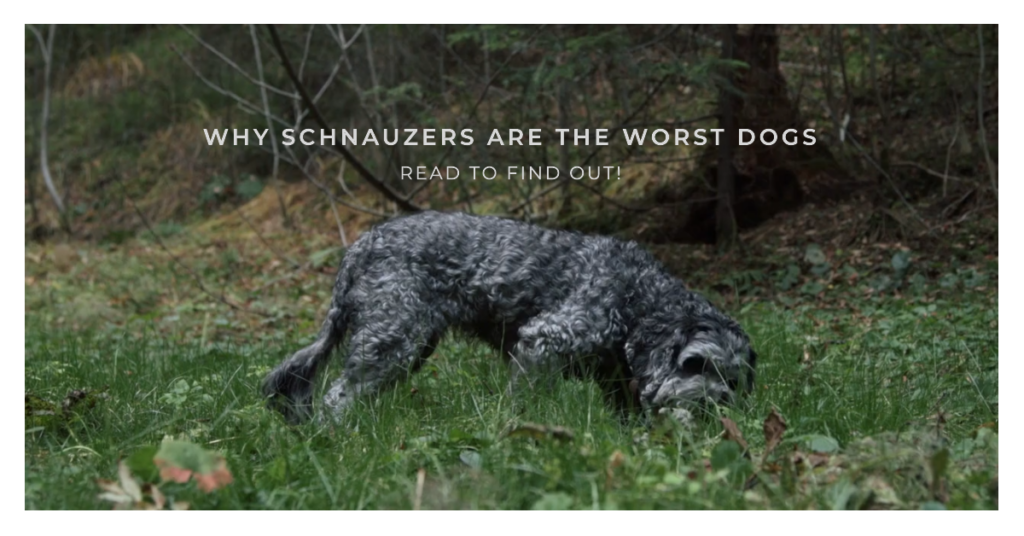 schnauzers-worst-dogs