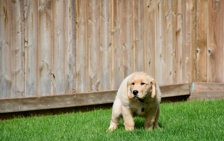 How Long After a Puppy Eats Do They Poop?