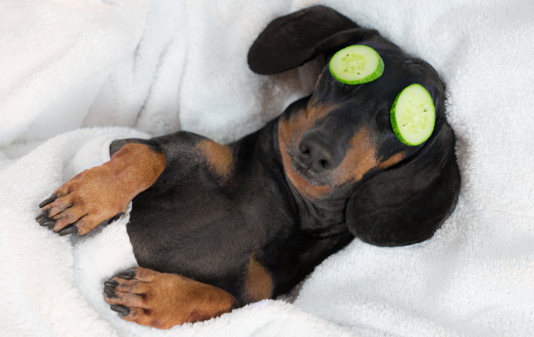 Why Dachshunds Are the Worst Dogs