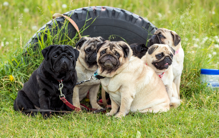 how to tell if a pug is purebred